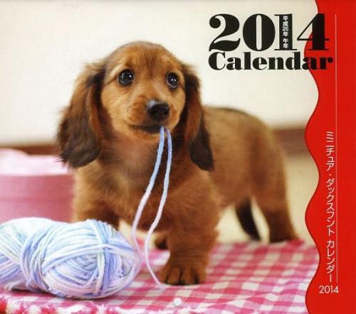 mini miniature dachshund [calendar 2014]