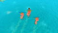 Pirates of the Polygon Sea <span class="ext" style="background-color: #2a475e; color: #FFFFFF;">STEAM</span> <span class="ext ext_digital">digital</span> thumbnail 3