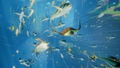 Abzu <span class="ext ext_digital">digital</span> thumbnail 5