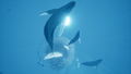 Abzu <span class="ext ext_digital">digital</span> thumbnail 6