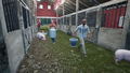 Ranch Simulator <span class="ext" style="background-color: #2a475e; color: #FFFFFF;">STEAM</span> <span class="ext ext_digital">digital</span> thumbnail 8