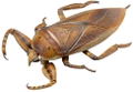 Revoltech Geo: Lethocerus Deyrollei thumbnail 1