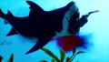 Maneater thumbnail 2