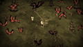 Don't Starve Together <span class="ext" style="background-color: #2a475e; color: #FFFFFF;">STEAM</span> <span class="ext ext_digital">digital</span> thumbnail 11