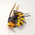 Revoltech Geo: Japanese Giant Hornet (Re-run) thumbnail 13