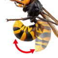 Revoltech Geo: Japanese Giant Hornet (Re-run) thumbnail 14