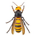 Revoltech Geo: Japanese Giant Hornet (Re-run) thumbnail 2