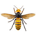 Revoltech Geo: Japanese Giant Hornet (Re-run) thumbnail 3