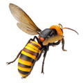 Revoltech Geo: Japanese Giant Hornet (Re-run) thumbnail 5