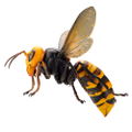 Revoltech Geo: Japanese Giant Hornet (Re-run) thumbnail 6