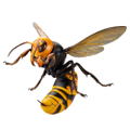 Revoltech Geo: Japanese Giant Hornet (Re-run) thumbnail 7