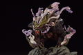 Capcom Figure Builder Creator's Model Monster Hunter Rise: Magnamalo thumbnail 11