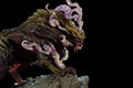 Capcom Figure Builder Creator's Model Monster Hunter Rise: Magnamalo thumbnail 12