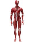 figma No. SP-142 Human Anatomical Model thumbnail 1