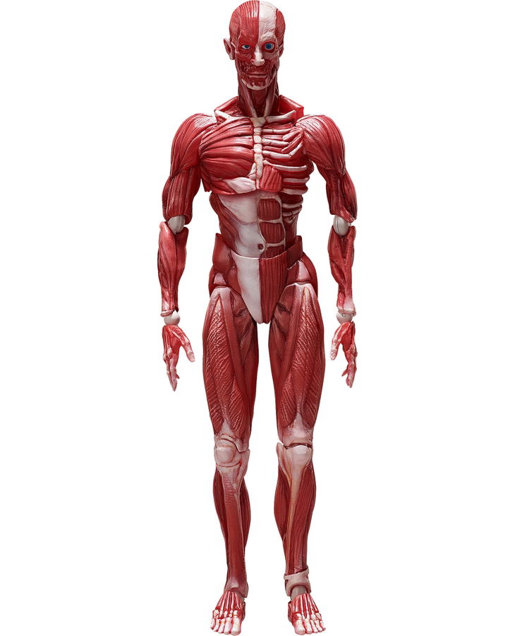 figma No. SP-142 Human Anatomical Model image 1