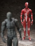 figma No. SP-142 Human Anatomical Model thumbnail 10