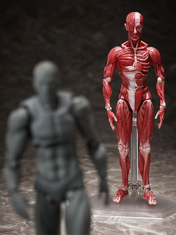 figma No. SP-142 Human Anatomical Model image 10