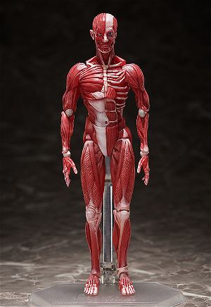 figma No. SP-142 Human Anatomical Model