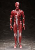 figma No. SP-142 Human Anatomical Model thumbnail 2