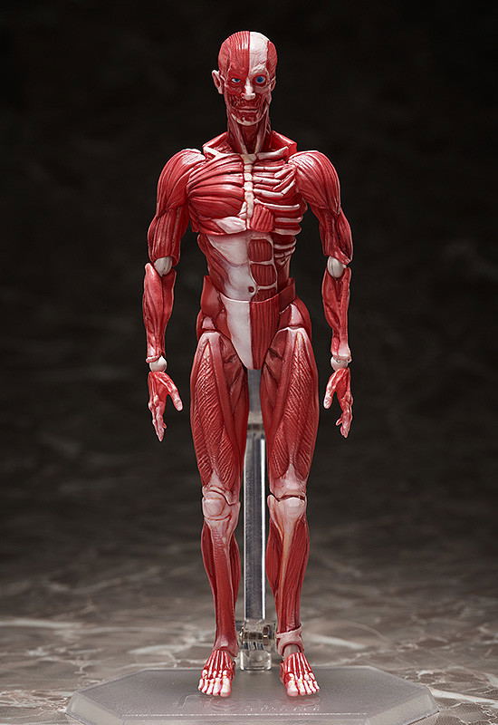 figma No. SP-142 Human Anatomical Model image 2