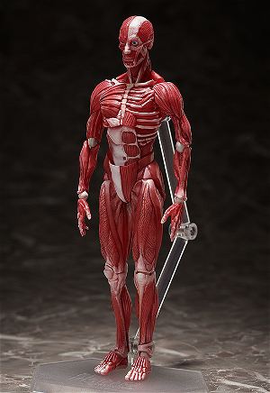 figma No. SP-142 Human Anatomical Model