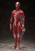 figma No. SP-142 Human Anatomical Model thumbnail 3