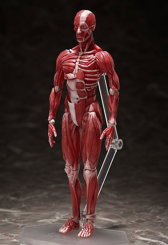 figma No. SP-142 Human Anatomical Model image 3