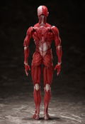 figma No. SP-142 Human Anatomical Model thumbnail 4