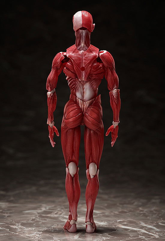 figma No. SP-142 Human Anatomical Model image 4
