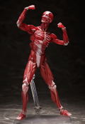 figma No. SP-142 Human Anatomical Model thumbnail 5