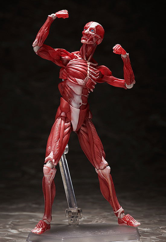 figma No. SP-142 Human Anatomical Model image 5