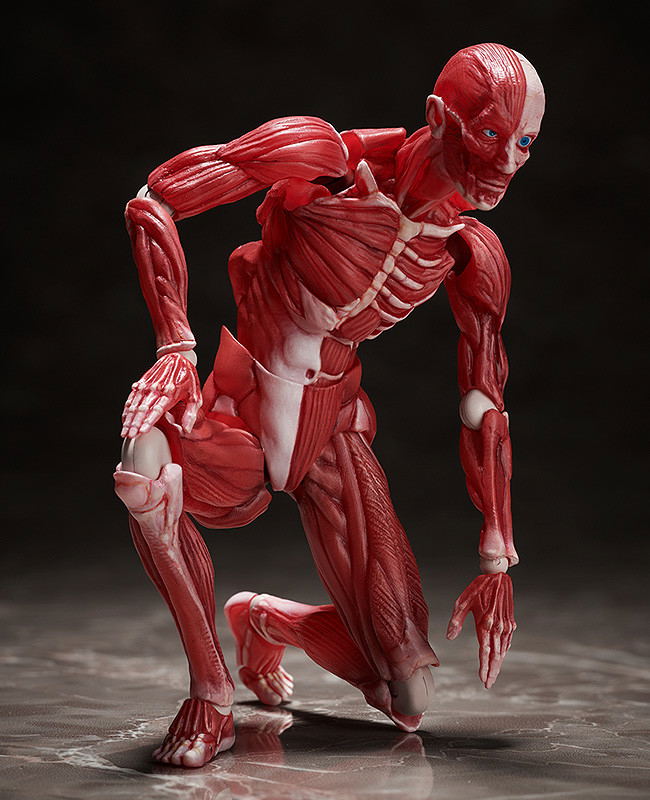 figma No. SP-142 Human Anatomical Model image 6