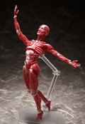 figma No. SP-142 Human Anatomical Model thumbnail 7