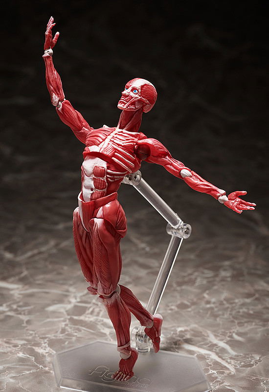 figma No. SP-142 Human Anatomical Model image 7