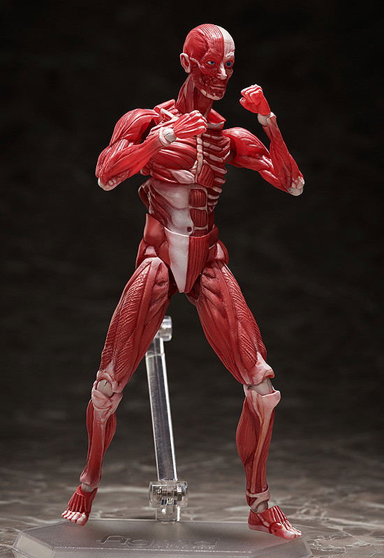 figma No. SP-142 Human Anatomical Model image 8