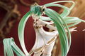 Character Vocal Series 01 Hatsune Miku 1/1 Scale Pre-Painted Figure: Hatsune Miku Symphony 5th Anniversary Ver. thumbnail 7