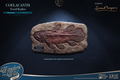 Wonders of the Wild Series: Coelacanth Fossil Replica thumbnail 3