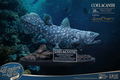 Wonders of the Wild Series: Coelacanth Polyresin Statue Deluxe Edition thumbnail 8