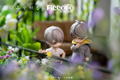 Piccodo Only the Flower Knows Deformed Doll: Shouta Misaki thumbnail 16