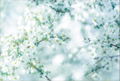 Yukari Mitsuya Photo Book Gensou Hana Sekai thumbnail 11