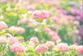 Yukari Mitsuya Photo Book Gensou Hana Sekai thumbnail 5