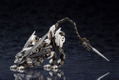 Hexa Gear 1/24 Scale Plastic Model Kit: L.O.Z. [Lord of Zoatex] thumbnail 11