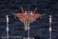 Ace Combat 1/144 Scale Plastic Model Kit: CFA-44 thumbnail 2