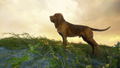 TheHunter: Call of the Wild - Bloodhound (DLC) <span class="ext" style="background-color: #B0000F; color: #FFFFFF;">DLC</span> <span class="ext" style="background-color: #2a475e; color: #FFFFFF;">STEAM</span> <span class="ext ext_digital">digital</span> thumbnail 2