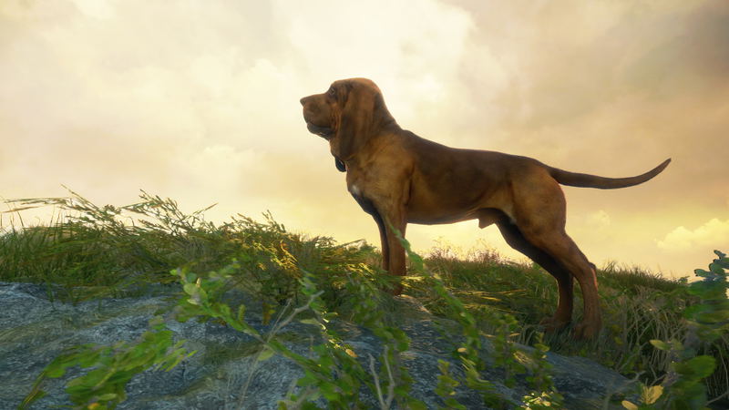 TheHunter: Call of the Wild - Bloodhound (DLC) <span class="ext" style="background-color: #B0000F; color: #FFFFFF;">DLC</span> <span class="ext" style="background-color: #2a475e; color: #FFFFFF;">STEAM</span> <span class="ext ext_digital">digital</span> image 2