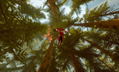 The Pathless thumbnail 6