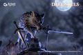 Dark Souls Deformed Figure Special (Set of 4 Pieces) thumbnail 37