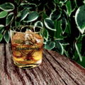 Black Lagoon - Yellow Flag Rocks Glass thumbnail 3