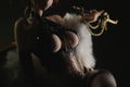 Original Character 1/6 Scale Pre-Painted Figure: Miyan thumbnail 10