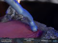 Cowboy Bebop Resin Statue: Last Stand Spike [Standard Edition] thumbnail 28